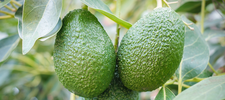 Horticulture 450x200px